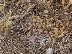 Sylvilagus cunicularius