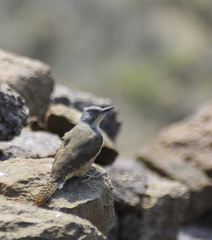 Geocolaptes olivaceus