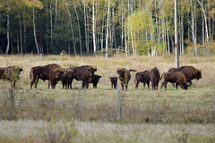 Bison bonasus