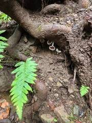 Thelephora terrestris