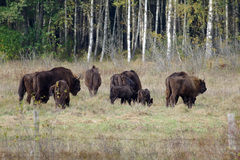 Bison bonasus