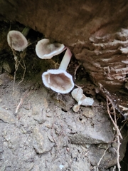 Thelephora terrestris