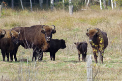 Bison bonasus