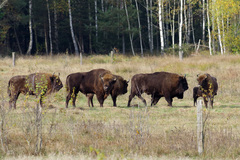 Bison bonasus