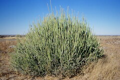 Euphorbia gregaria