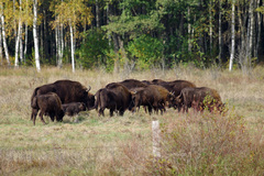 Bison bonasus