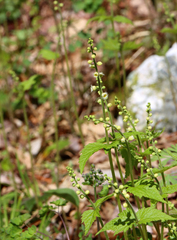 Mitella diphylla