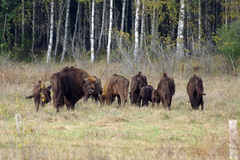 Bison bonasus