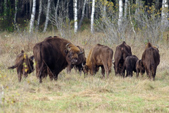 Bison bonasus