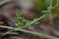 Ornithopus perpusillus
