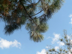 Pinus leiophylla