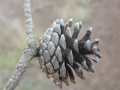 Pinus leiophylla
