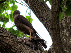Accipiter cirrocephalus