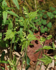 Mitella diphylla