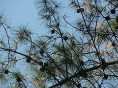 Pinus leiophylla