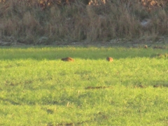 Perdix perdix