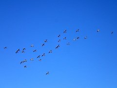 Nymphicus hollandicus