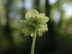 Adoxa moschatellina