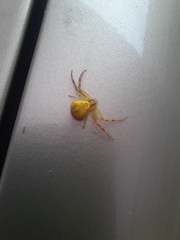 Thomisidae