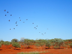 Nymphicus hollandicus