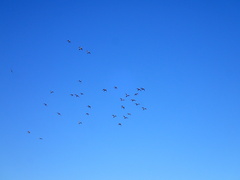 Nymphicus hollandicus