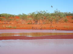 Nymphicus hollandicus