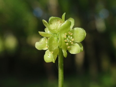 Adoxa moschatellina