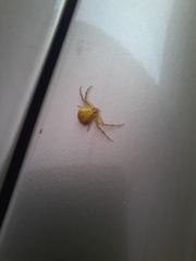 Thomisidae