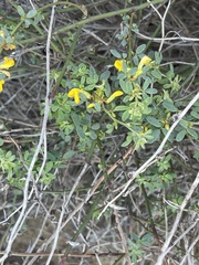 Acmispon glaber glaber