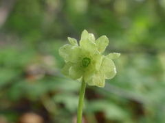 Adoxa moschatellina