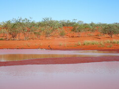 Nymphicus hollandicus