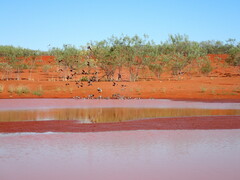 Nymphicus hollandicus