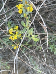 Acmispon glaber glaber