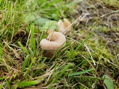 Lentinellus cochleatus