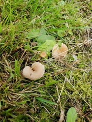 Lentinellus cochleatus