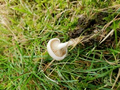 Lentinellus cochleatus