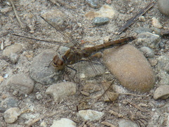 Sympetrum striolatum