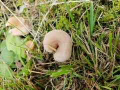 Lentinellus cochleatus