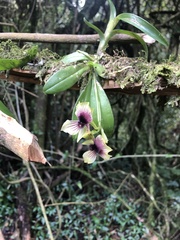 Telipogon latifolius