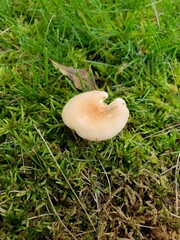 Russula pusilla