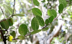 Chionanthus foveolatus