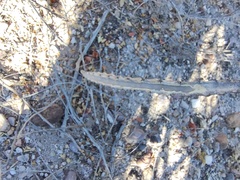 Peniocereus johnstonii