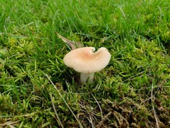 Russula pusilla