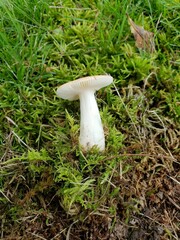 Russula pusilla