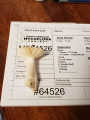 Russula pusilla