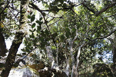 Chionanthus foveolatus