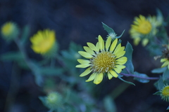 Grindelia hirsutula