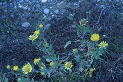 Grindelia hirsutula