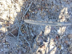 Peniocereus johnstonii