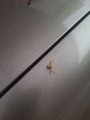 Thomisidae